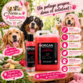 🍃🔥 Shampoing Morgan – Aloe Vera & Gingembre Rouge (250 ml • 5 L)