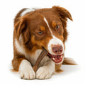 🦌 Bois de Cerf – Mastication Naturelle pour Chien (Tailles XS à XXL)