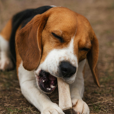 🦌 Bois de Cerf Fendus – Mastication Naturelle pour Chien (Tailles S à XXL)