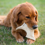 🦌 Bois de Daim – Mastication Naturelle pour Chien (Tailles S à XL)