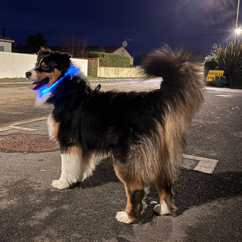 ✨ Collier Lumineux Hamiform – 20 à 68 cm – Sécurité Nocturne pour Chien